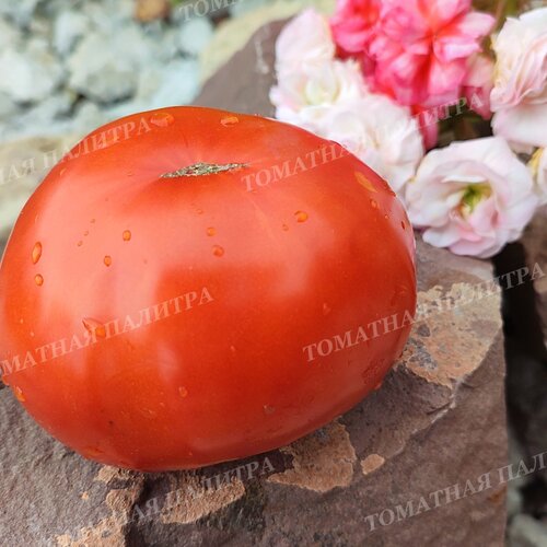 Томат КРАСНЫЙ КОМАР (Алифиров В.Г.)