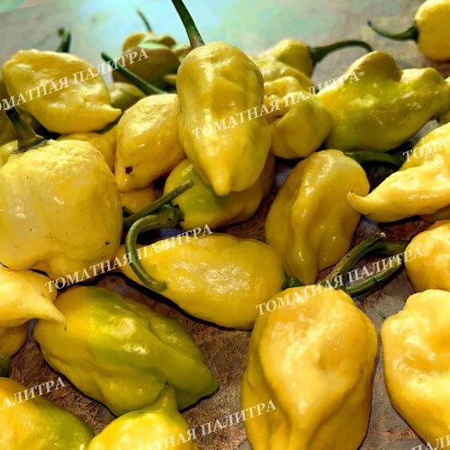Томат Перец острый ТРИНИДАД СКОРПИОН МОРУГА ВАЙТ (Trinidad Scorpion Moruga White)