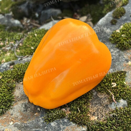 Томат Перец АБРИКОСОВАЯ ФАВОРИТКА