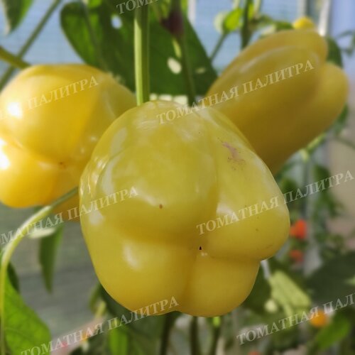 Томат Перец БЕЛЫЙ БЫК