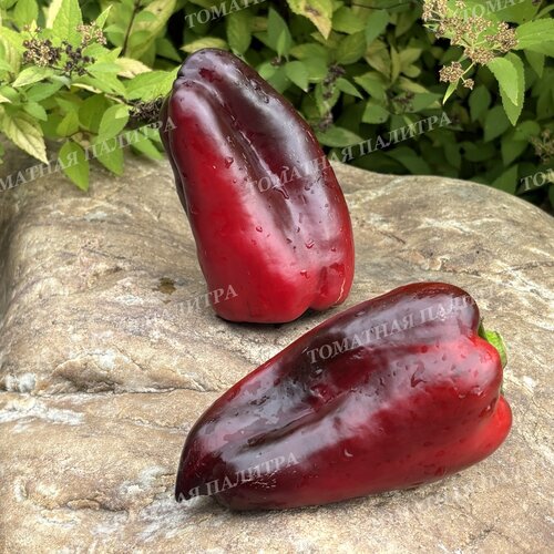 Томат Перец БЛЭК ДЖЕК