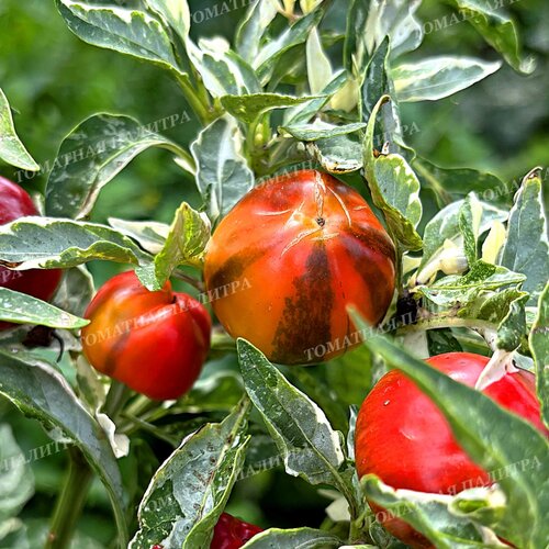 Томат Перец ВАРИЕГАТНЫЙ МИНИКОЛОКОЛЬЧИК (Mini Bell Variegated)