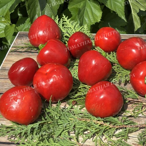 Томат Перец ГОГОШАР КРАСНЫЙ (Gogoscharii Red)