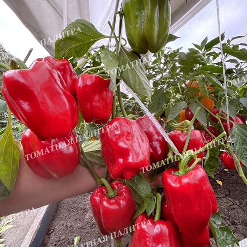 Томат Перец Долма Кандил (Dolma Kandil), Турция.