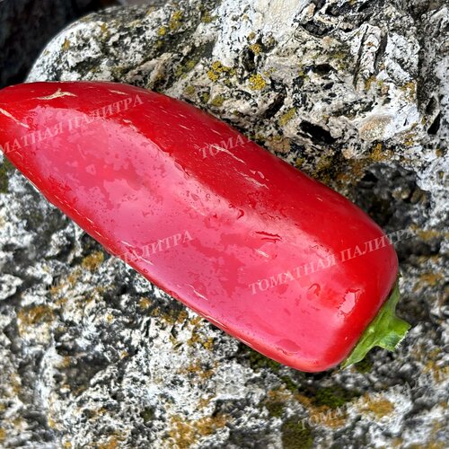 Томат Перец ГАЛСТУК КРАСНЫЙ