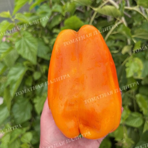 Томат Перец КАКАДУ ОРАНЖЕВЫЙ