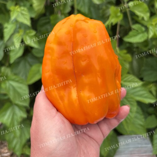 Томат Перец ПЕТО ЧУДО ОРАНЖЕВОЕ (Peto miracle orange), Болгария.