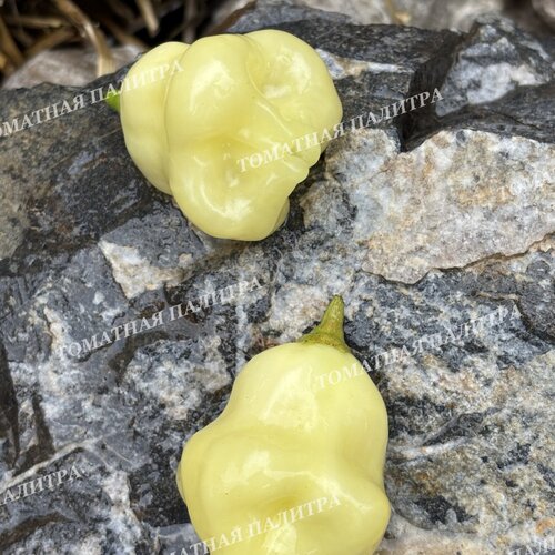 Томат Перец острый АДЖИ ФЭНТЭЗИ СПАРКЛИ ВАЙТ (Aji Fantasy Sparcly white)