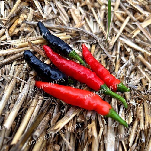 Томат Перец острый ЧЕРНАЯ КОБРА (Black Cobra Pepper, Goats Weed), Венесуэла.