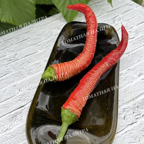 Томат Перец острый «МАКЕДОНСКИЙ ГРАВИРОВАННЫЙ» (Rezha Macedonian).