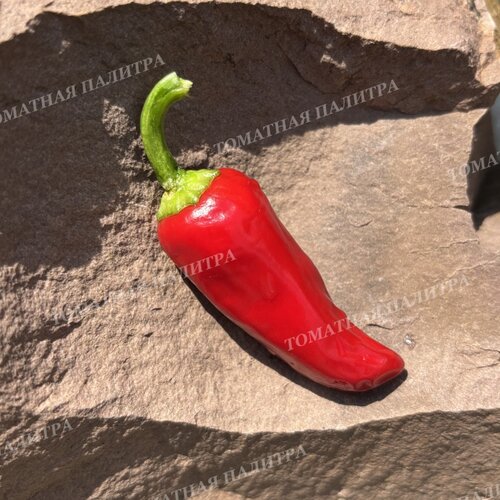 Томат Перец острый САНТА ФЕ ГРАНДЕ (Santa Fe Grande), Мексика.