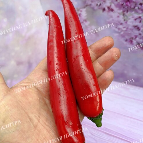 Томат Перец острый СЕВЕРНЫЙ (усл).