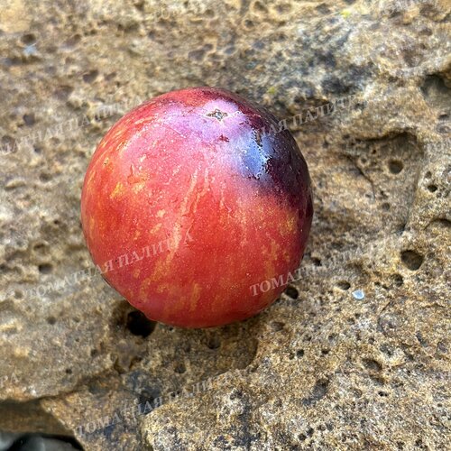 Томат ГНОМ ГОНДВАНА ЛАВА (Dwarf Gondwana Lava), Австралия.