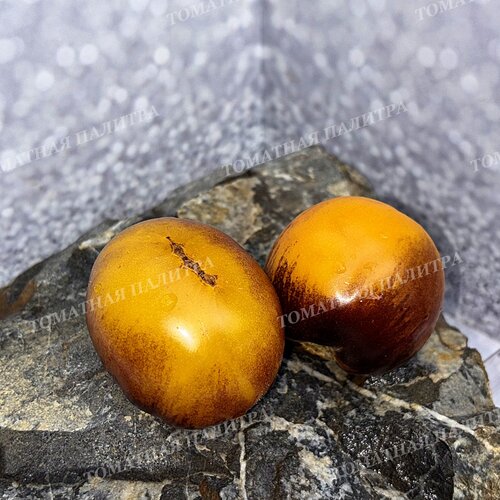 Томат ГНОМ ГОНДВАНА ЛУНА (Dwarf Gondwana Moon), Австралия.