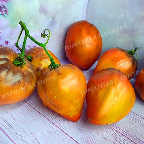 Томат АНАНАСНЫЙ СЕРЖАНТ