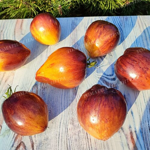 Томат РЫЖАЯ КОМЕТА СОФИИ