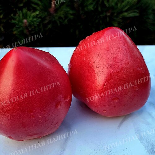 Томат ФОКУСНИК (Алифиров В.Г.)