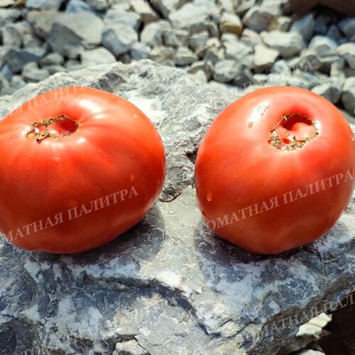 Томат ЖАЛЫН – Пламя (Алифиров В.Г.)