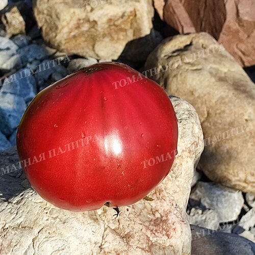 Томат СЕМИРЕЧЬЕ (Алифиров В.Г.)