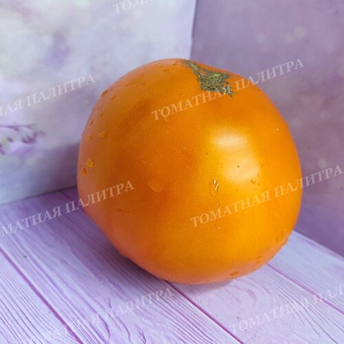 Томат БУЛГАРИЯ (Алифиров В.Г.)