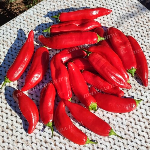 Томат ПЕРЕЦ Ягодный Баккатум КАП 455 (Baccatum Pepper CAP 455)