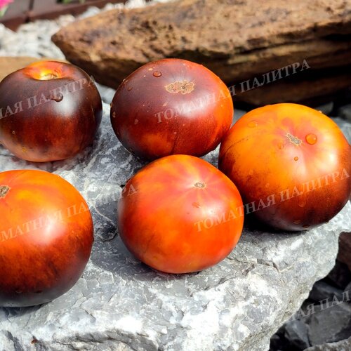 Томат ЗОЛОТОЕ ЯБЛОКО СОФИИ