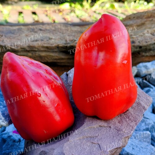 Томат Перец СОВЕТСКИЙ