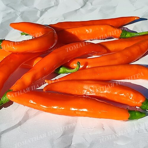 Томат Перец БАНАНЧИК ОРАНЖЕВЫЙ (Orange banana), Хорватия.