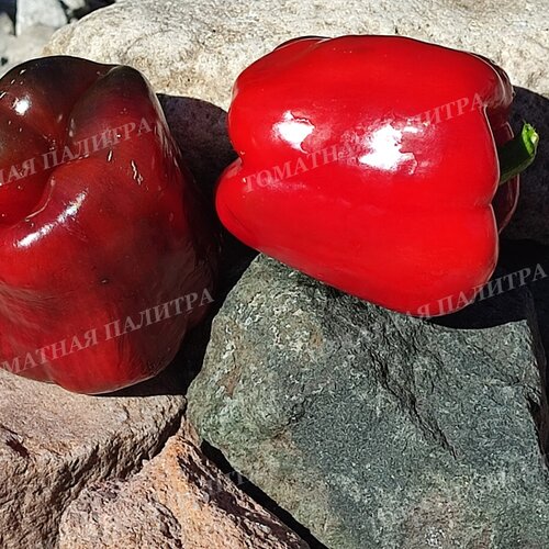 Томат Перец ФИОЛЕТОВО-РУБИНОВЫЙ КОРОЛЬ