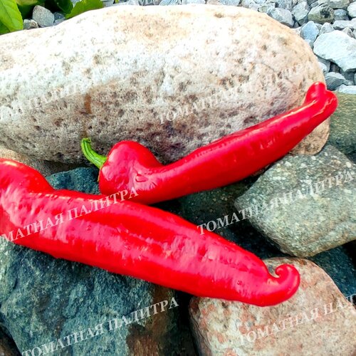 Томат Перец ФРИДЖИТЕЛЛО (Friggitello Peper), Италия