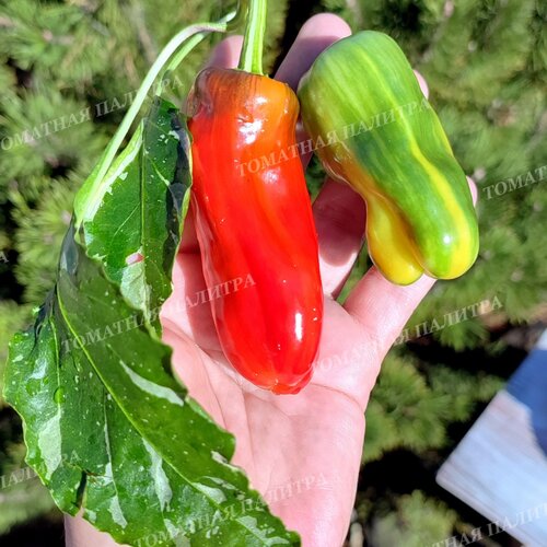 Томат Перец КЭНДИ КЕЙН РЕД (Candy Cane Red)