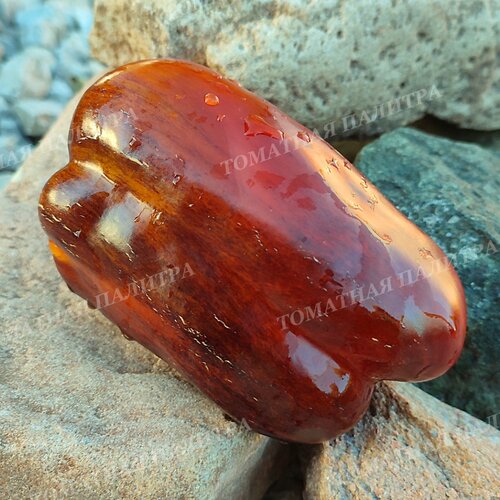 Томат Перец БЛЭК ФАЙЕР (Black Fire)